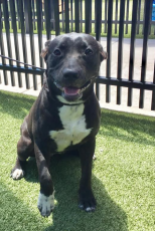 Adoption Fee is Sponsored! Tammy is still on the urgent list and this youngster is waiting for her hero to come rescue her. Are you her hero? Tammy: Kennel # Y031 Came in on 4/10/17 (A075044) Labrador Retriever mix Female, 7 months