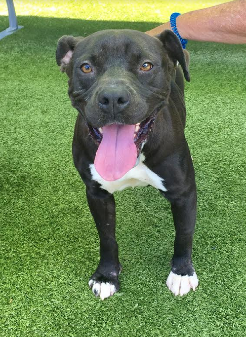 Adoption Fee is Sponsored! Who's looking for the best behaved and sweetest girl? Look no further, because Kuna is the one for you! Kennel # Y005 Came in on 4/9/17 Kuma (A076330) Pittie Mix Female, 3 yrs