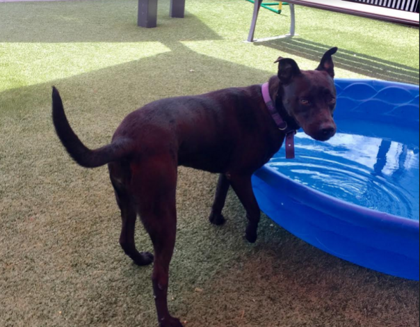 Lovely Aspen says come cool off with me! Who will be this girl's swim buddy? Kennel # Y030 Came in on 4/20/17 Aspen (A076513) Labrador Retriever Mix Female, 2 yrs