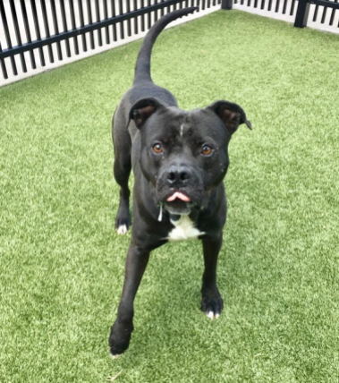 Adoption fee sponsored. Poor Tango is still looking for his dancing partner in a home with a family of his own. Will you two-step with this sweet boy? Came in on 4/1/17 Tango A076239 American Staff Mix Male, 2 yrs